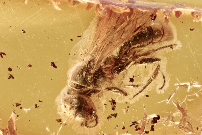 Detailed Fossil Digger Wasp (Crabronidae) In Baltic Amber #296860